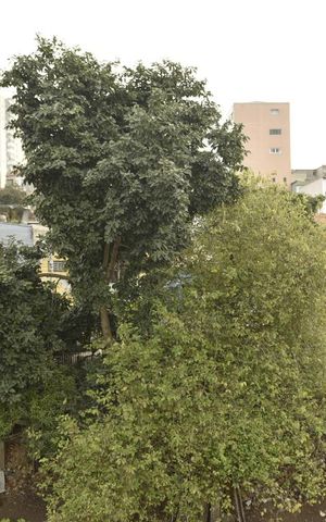 Studio para alugar com 50m², 1 quarto e sem vagaVista da varanda