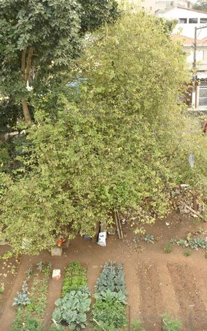 Studio para alugar com 50m², 1 quarto e sem vagaVista da varanda