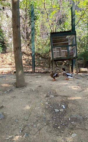 Casa de condomínio à venda com 122m², 3 quartos e 5 vagas Casa de condomínio à venda com 122m², 3 quartos e 5 vagasÁrea comum - Mini Zoo