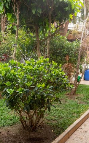 Casa à venda com 247m², 3 quartos e 4 vagas Casa à venda com 247m², 3 quartos e 4 vagasJardim