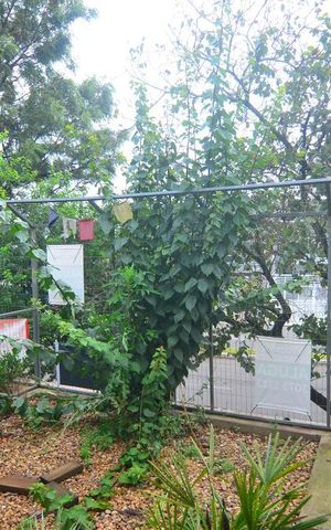 Casa à venda com 300m², 2 quartos e 1 vagaVista sala