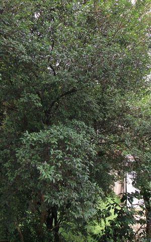 Apartamento para alugar com 52m², 2 quartos e 1 vagaVista