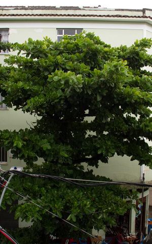 Apartamento à venda com 76m², 3 quartos e 1 vagaVaranda - Sala - Vista