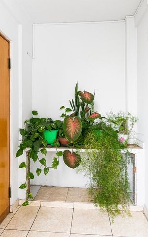 Apartamento para alugar com 80m², 3 quartos e sem vagaHall de Entrada