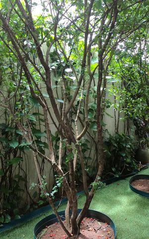 Casa à venda com 430m², 5 quartos e 2 vagas Casa à venda com 430m², 5 quartos e 2 vagasQuintal