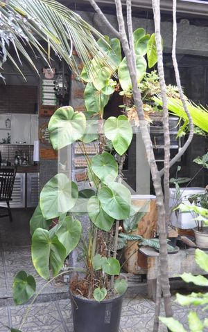 Casa à venda com 191m², 4 quartos e 3 vagasQuintal