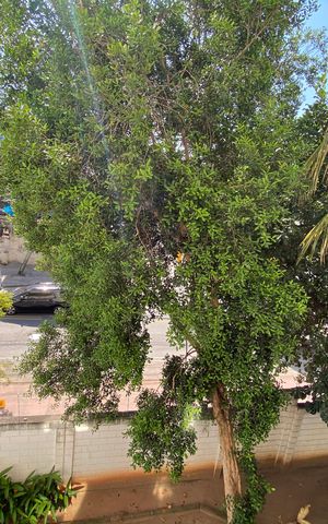 Apartamento à venda com 60m², 2 quartos e sem vagaVista do Quarto 1