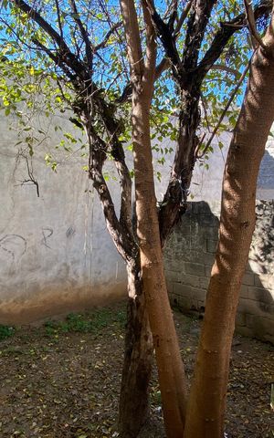 Casa para alugar com 115m², 1 quarto e 1 vaga Casa para alugar com 115m², 1 quarto e 1 vagaÁrea externa