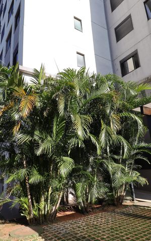 Apartamento para alugar com 36m², 2 quartos e sem vagaJardim