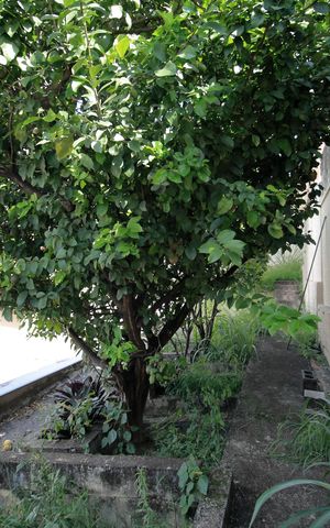 Casa à venda com 360m², 3 quartos e 2 vagasJardim