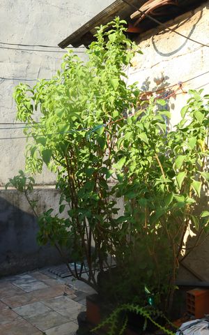 Casa à venda com 150m², 1 quarto e 2 vagasQuintal