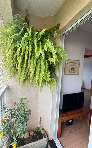 Apartamento para alugar com 51m², 2 quartos e 1 vaga Apartamento para alugar com 51m², 2 quartos e 1 vagaVaranda da Sala