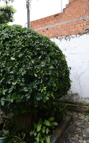 Casa para alugar com 350m², 5 quartos e 2 vagasQuintal