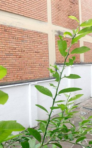 Apartamento para alugar com 96m², 3 quartos e sem vagaQuarto 2 Vista