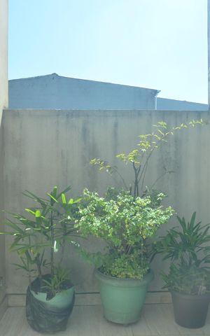 Casa para alugar com 600m², 3 quartos e sem vagaQuintal