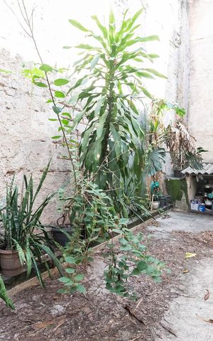 Apartamento à venda com 250m², 4 quartos e 2 vagasÁrea de Serviço