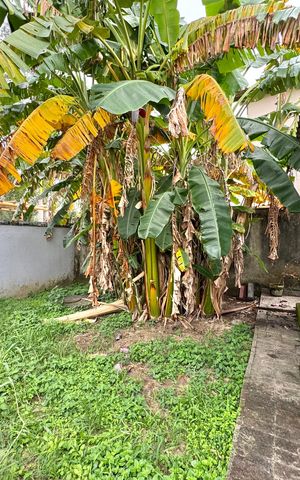 Casa de condomínio à venda com 240m², 2 quartos e 2 vagas Casa de condomínio à venda com 240m², 2 quartos e 2 vagasÁrea externa