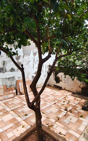 Casa à venda com 297m², 3 quartos e 3 vagas Casa à venda com 297m², 3 quartos e 3 vagasQuintal