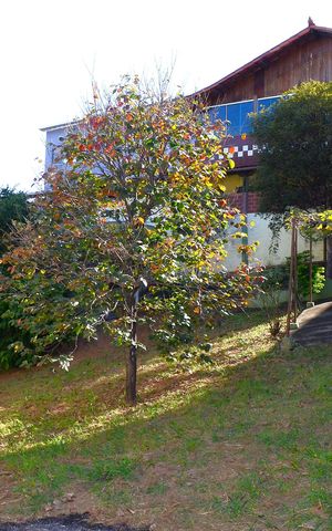 Casa à venda com 580m², 2 quartos e 4 vagasQuintal