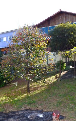 Casa à venda com 580m², 2 quartos e 4 vagasQuintal