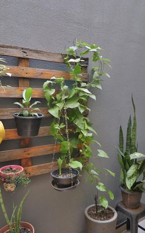 Casa para alugar com 160m², 3 quartos e 2 vagasJardim de Inverno