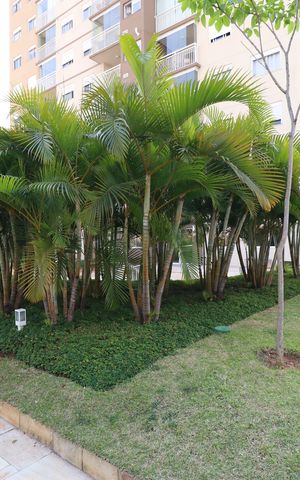 Apartamento para alugar com 62m², 2 quartos e 1 vagaÁrea comum