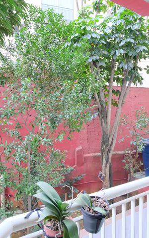 Apartamento à venda com 54m², 2 quartos e 2 vagasVaranda