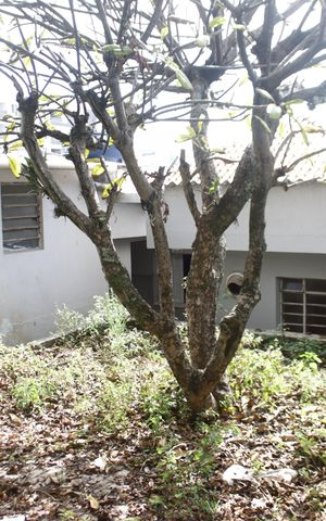 Casa para alugar com 320m², 2 quartos e 3 vagasÁrea comum