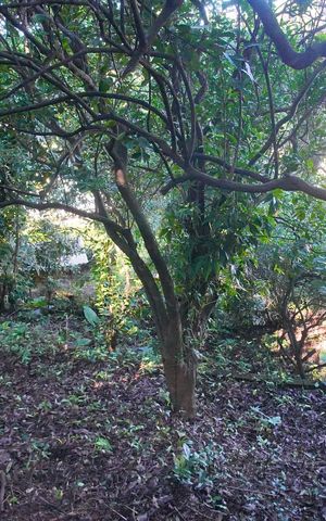 Casa à venda com 100m², 2 quartos e 3 vagasQuintal