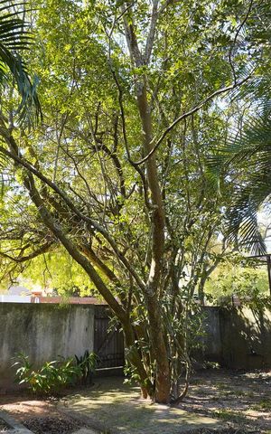 Casa para alugar com 54m², 1 quarto e 1 vagaPátio