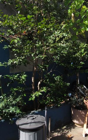 Casa à venda com 150m², 2 quartos e 2 vagasÁrea comum