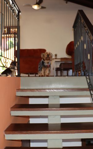 Casa de condomínio para alugar com 323m², 4 quartos e 5 vagasEscada 