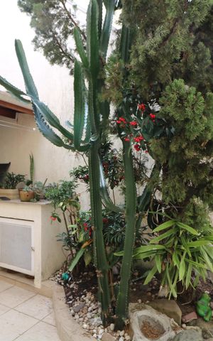 Casa à venda com 300m², 4 quartos e 3 vagasChurrasqueira
