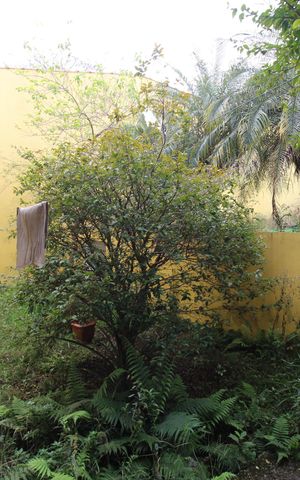 Casa à venda com 245m², 4 quartos e 6 vagasQuintal