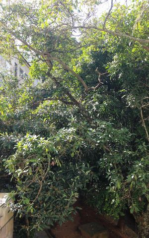 Apartamento à venda com 55m², 2 quartos e 1 vagaVista do Quarto 1