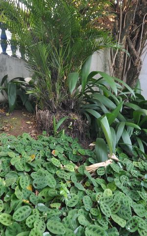 Casa à venda com 200m², 4 quartos e 2 vagasJardim