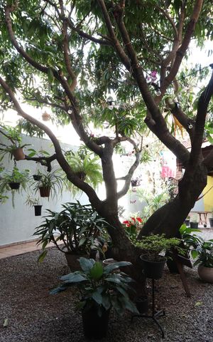 Casa à venda com 260m², 4 quartos e 2 vagasQuintal Ajardinado