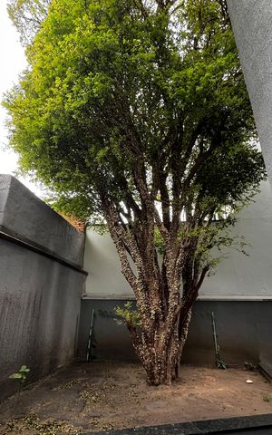 Apartamento para alugar com 30m², 1 quarto e sem vagaÁrea comum - Churrasqueira