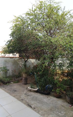 Casa para alugar com 599m², 6 quartos e 6 vagasQuintal dos fundos