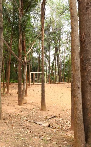 Apartamento à venda com 53m², 2 quartos e 1 vagaÁrea comum - Bosque