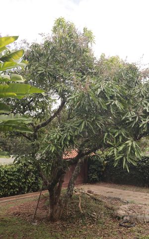 Casa à venda com 228m², 3 quartos e 4 vagasQuintal