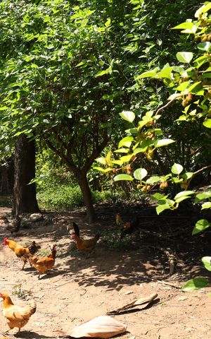Casa de condomínio para alugar com 185m², 3 quartos e 2 vagasÁrea comum - Área verde