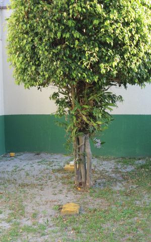 Apartamento à venda com 58m², 2 quartos e 1 vagaÁrea comum - Espaço Pet