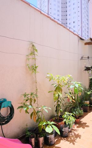 Casa para alugar com 235m², 3 quartos e 4 vagasQuintal
