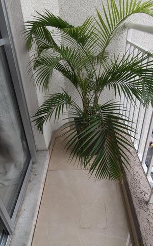 Apartamento para alugar com 50m², 1 quarto e 1 vagaVaranda da Sala