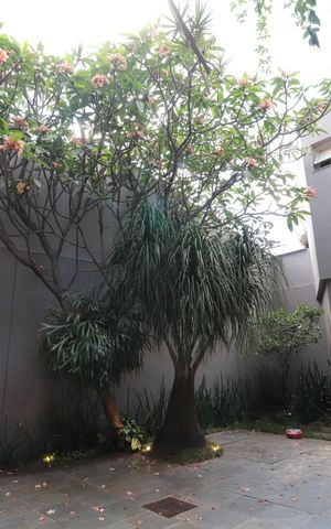 Casa para alugar com 360m², 3 quartos e 4 vagasJardim