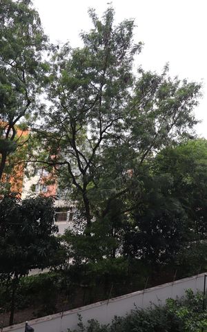 Apartamento para alugar com 35m², 2 quartos e sem vagaVista da Sala