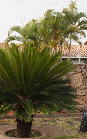 Casa para alugar com 330m², 3 quartos e 2 vagasFachada