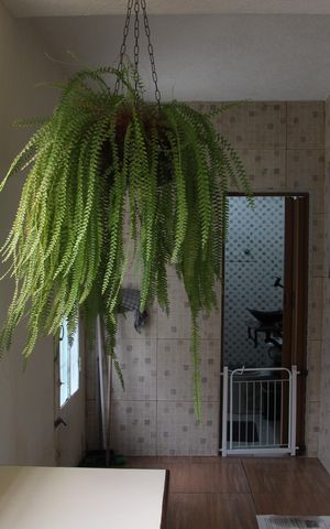 Casa à venda com 142m², 3 quartos e 1 vagaCasa 03 Sala 
