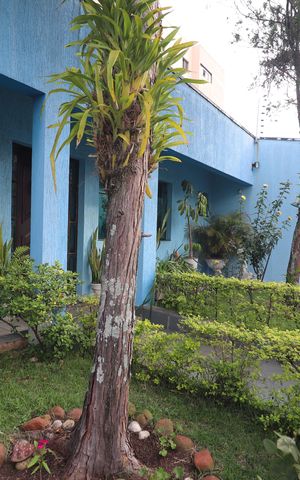 Apartamento à venda com 291m², 4 quartos e 5 vagasJardim